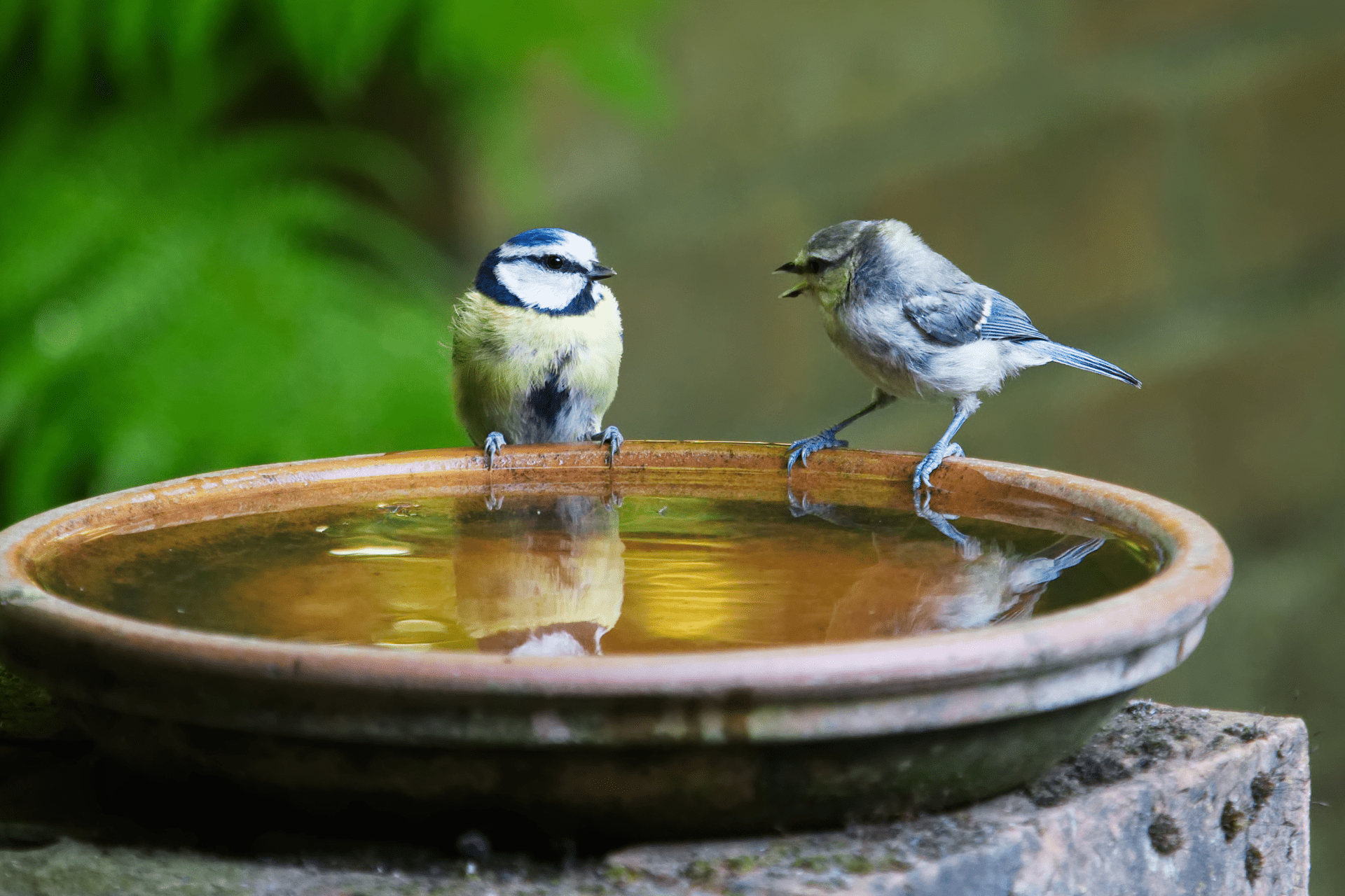 Two birds on a birdbath