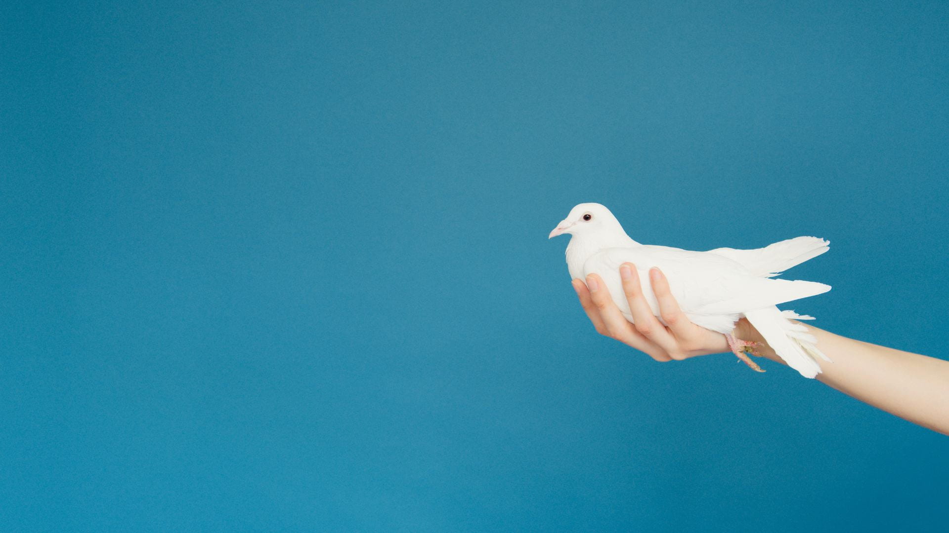 hand holding a white dove