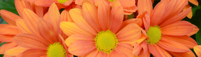 Orange daisy flowers